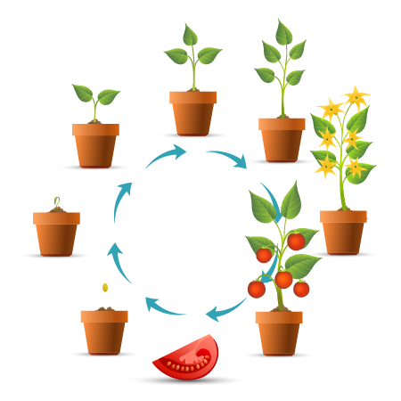 tomato plant lifecycle step by step in a pot